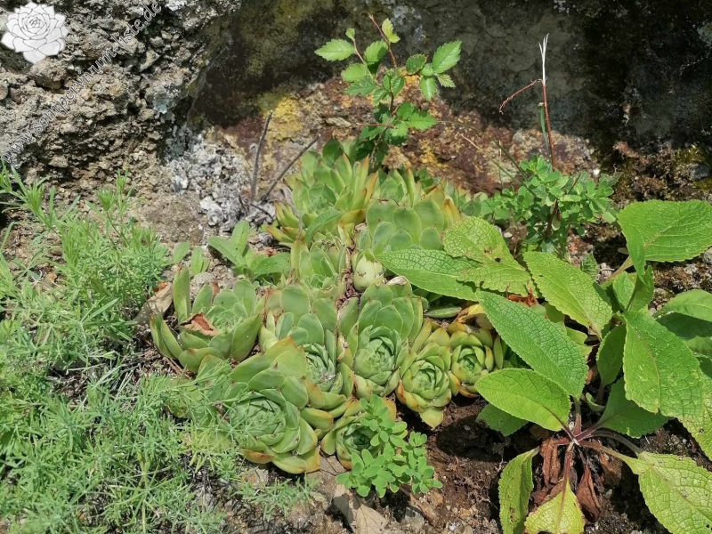 wulfenii from Riegersburg