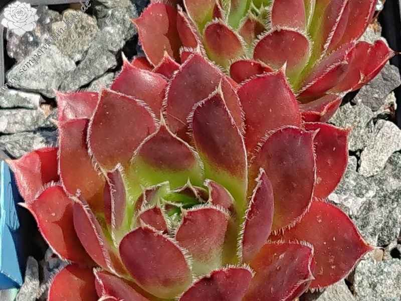 Red Haberer