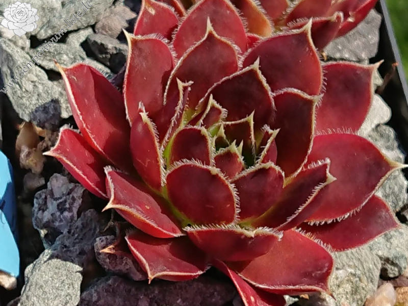 Red Haberer