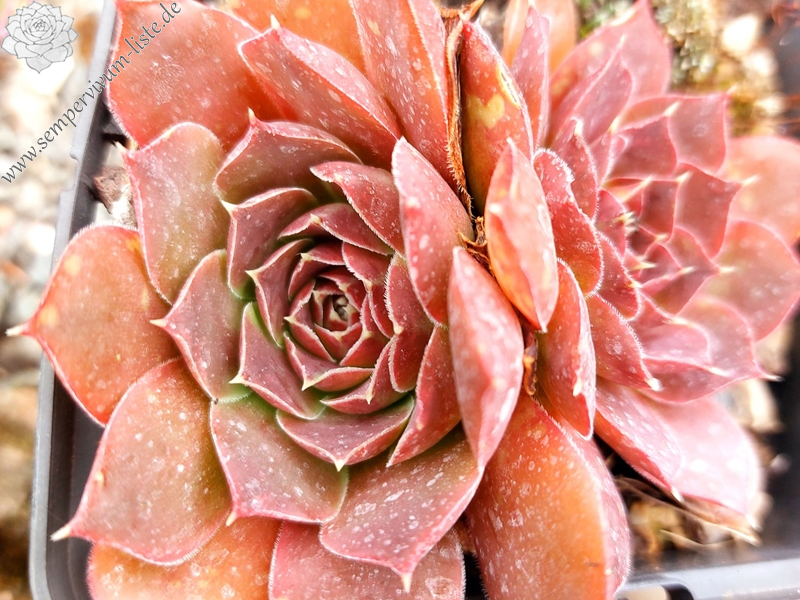 Banby Loniers / Jovi