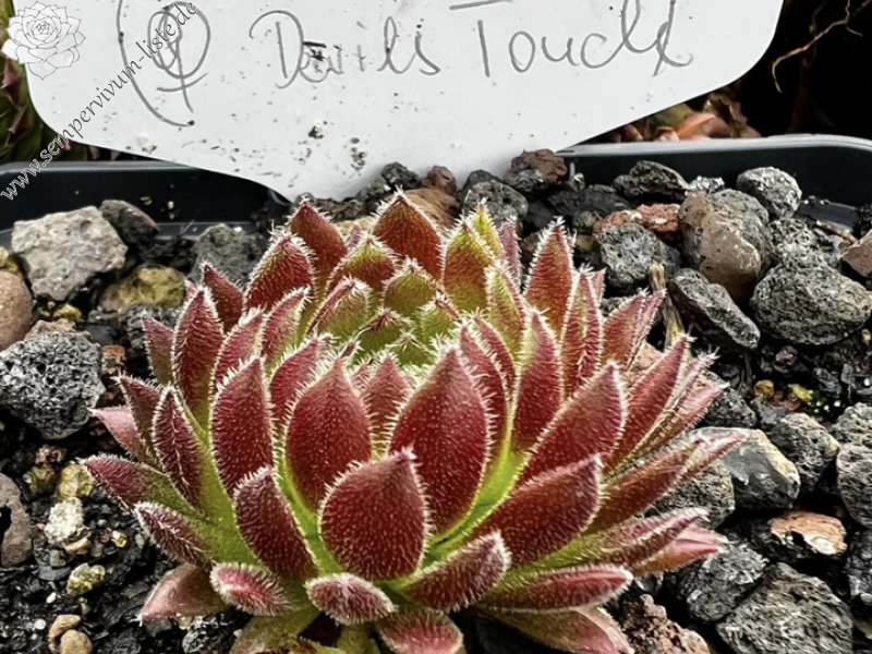 Devils Red Beauty (Netzfund)