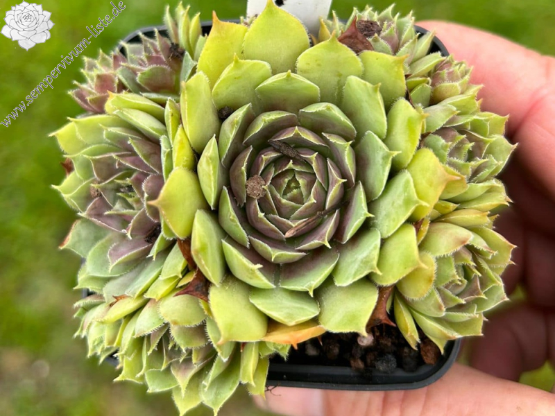 Forever Sam (Netzfund)