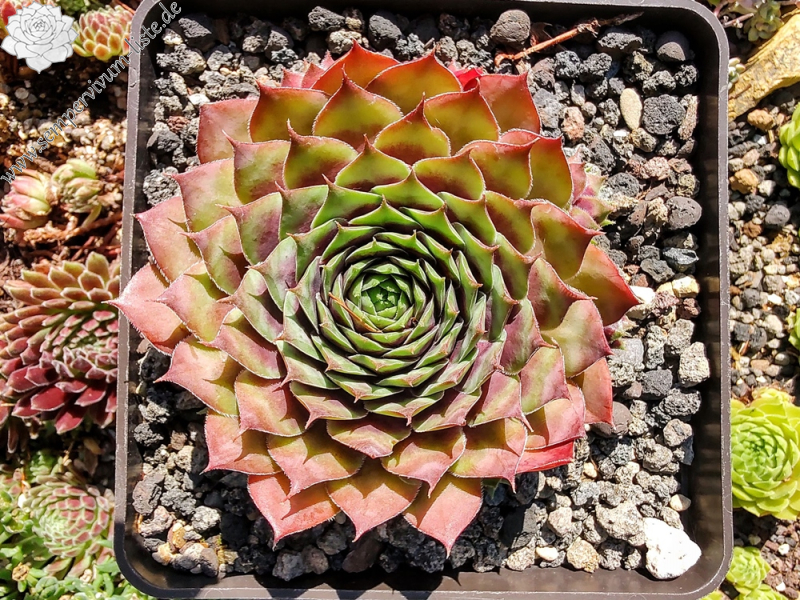 Ge-arti-schockt (Netzfund)