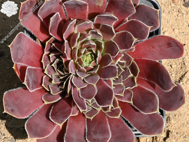 Kaus Australis / Jovi