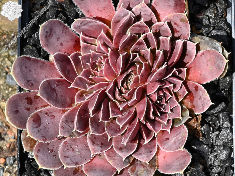 Korspel Dunkle Schone / Jovi