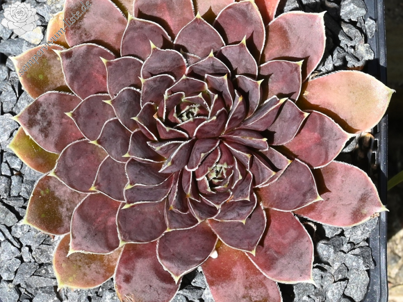 Korspelse Bloeme / Jovi