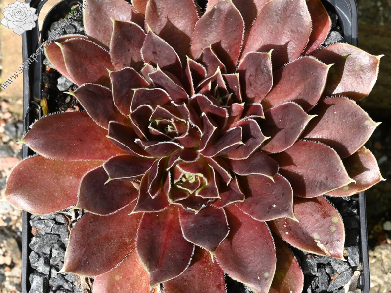 Korspelse Florissen / Jovi