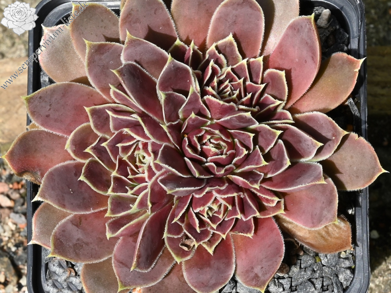 Korspelse Idaline / Jovi