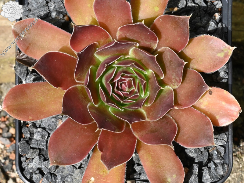 Korspelse Perdita / Jovi