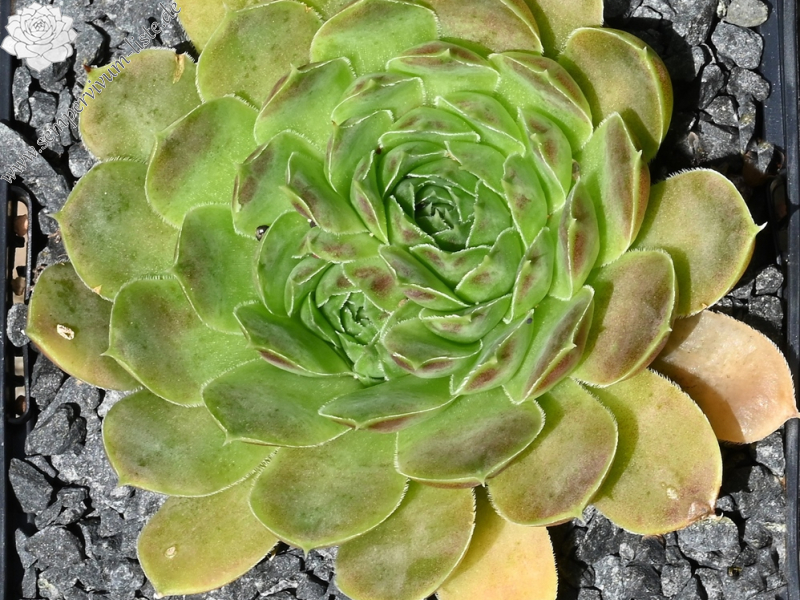 Korspelse Raanana / Jovi