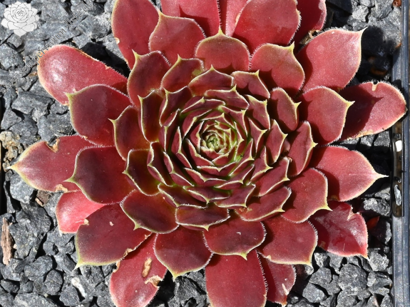 Korspelse Varsha / Jovi