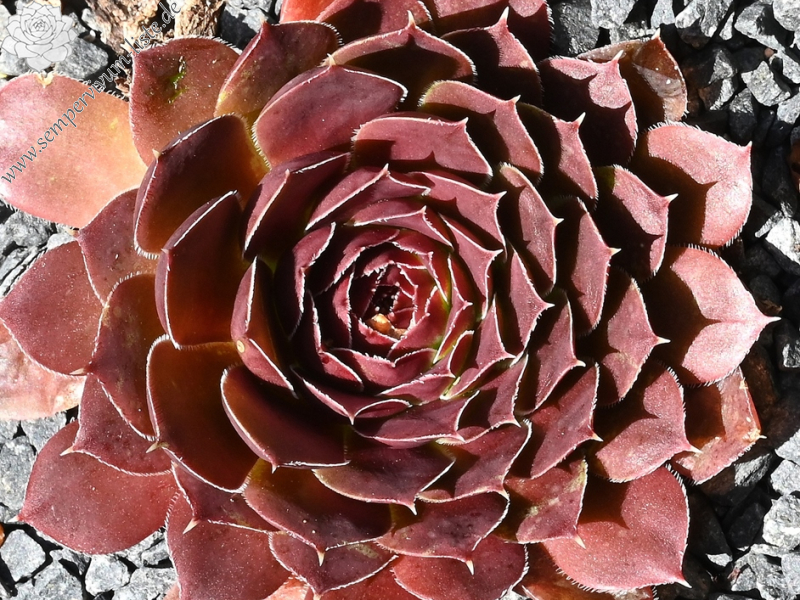 Korspelse Zebea / Jovi