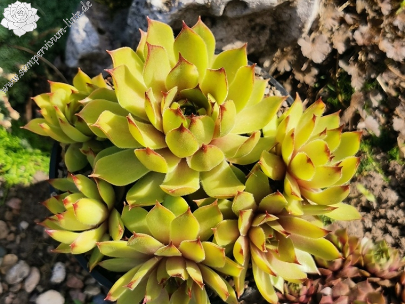 Lime Fresh (Netzfund)