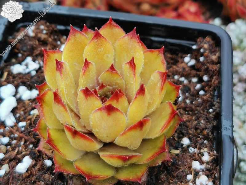 Lime Fresh (Netzfund)