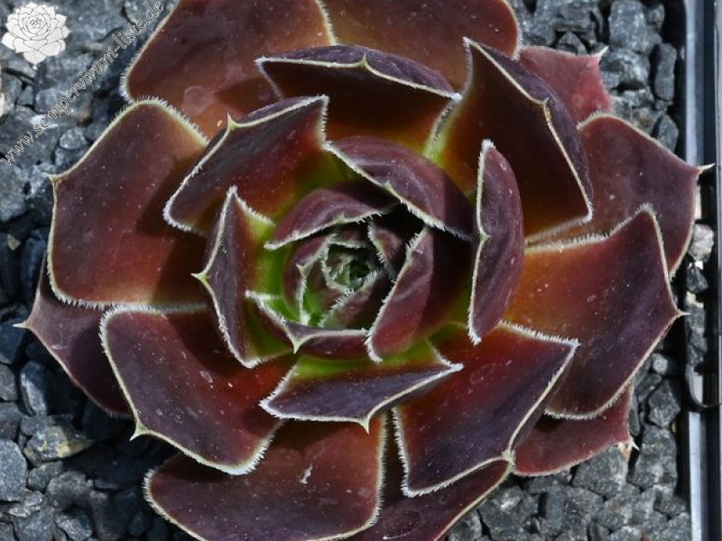 Oma's Zomerkind / Jovi