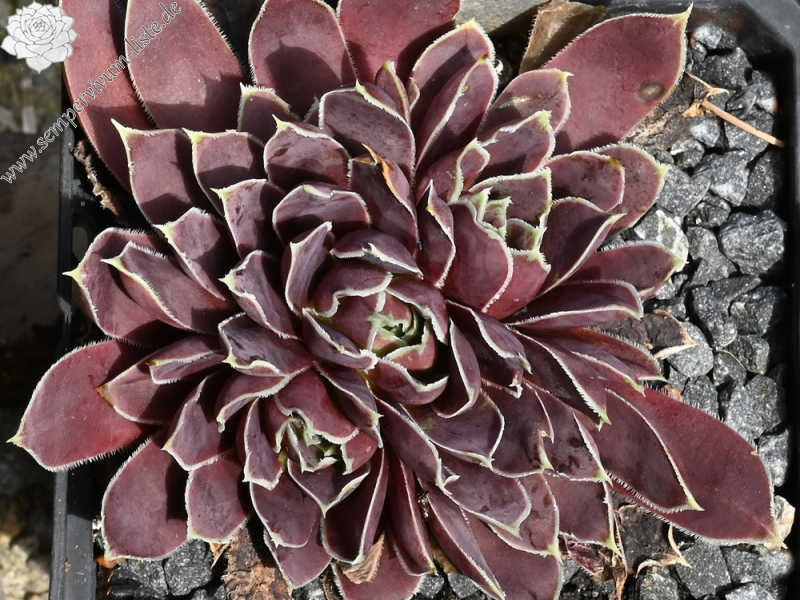 Plaisir de Manuel / Jovi