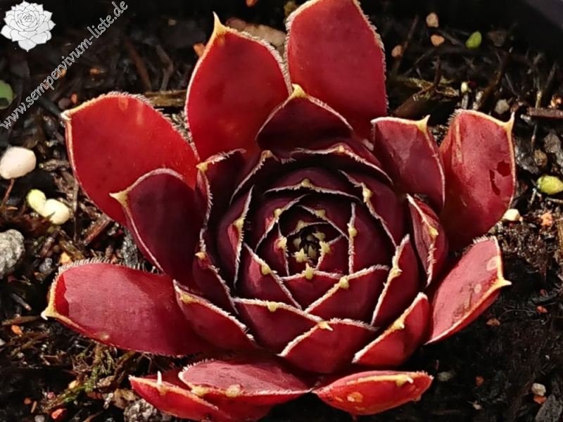 Red Queen