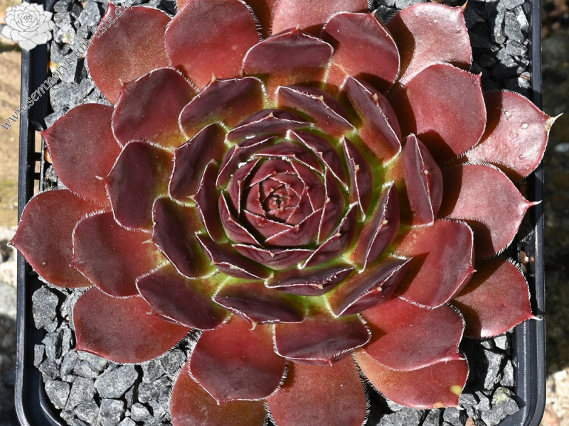 Ring van Vuur / Jovi