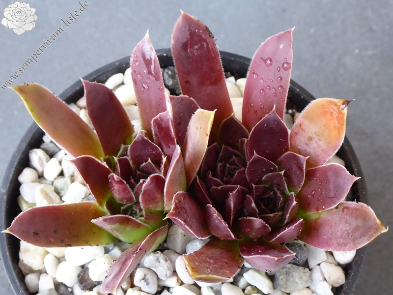 Banby Loniers / Jovi