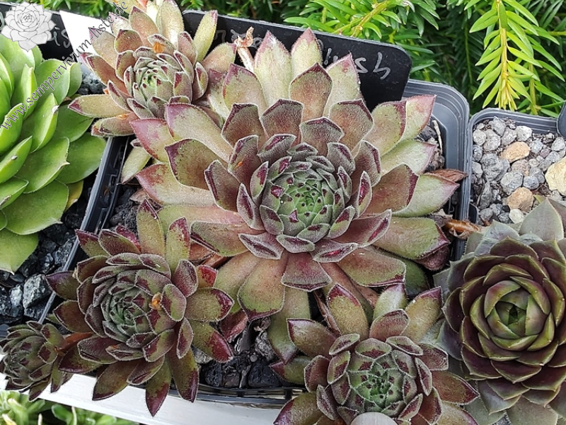 Green Plush (Netzfund)