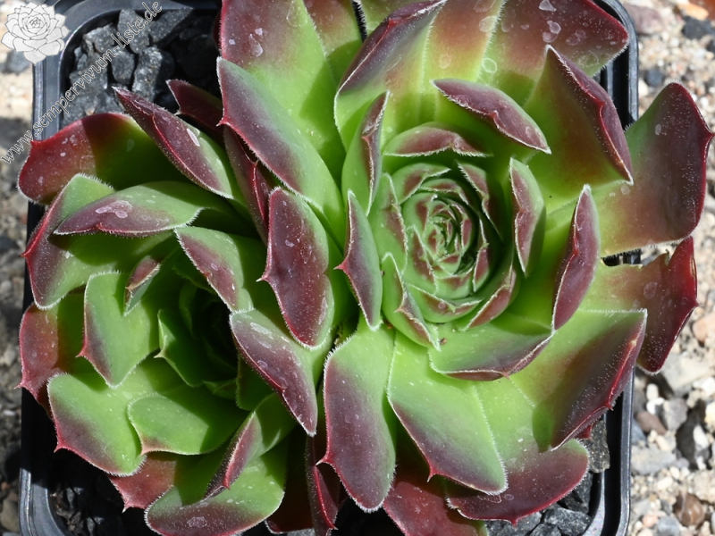 heuffelii from Rujen