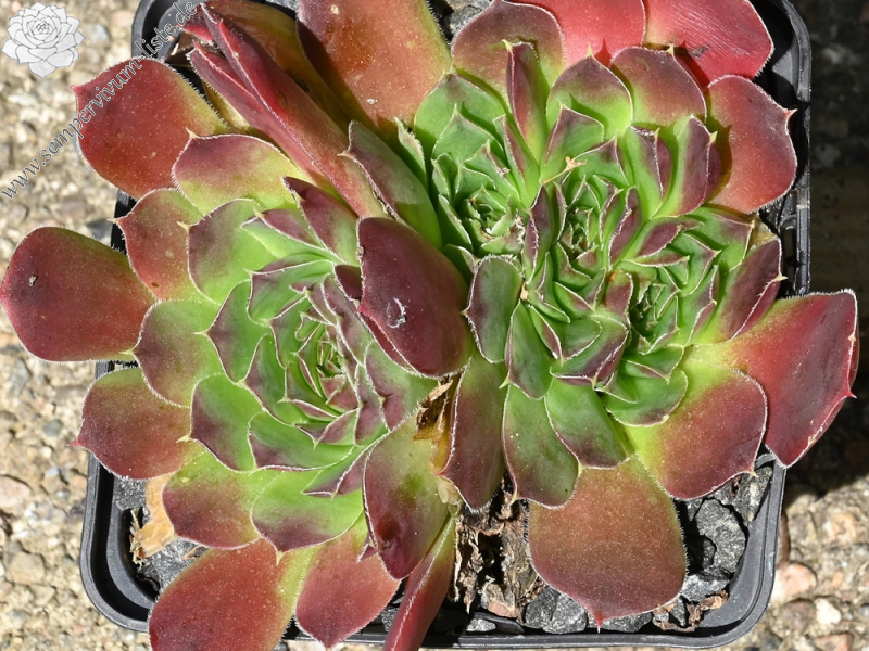 heuffelii from Rujen