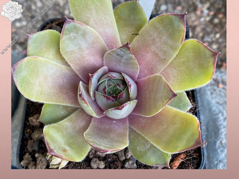 Indonesia (Netzfund)