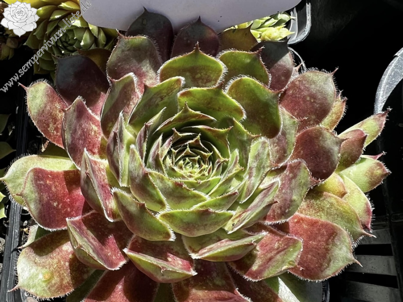 Lilac Sunbo (Netzfund)