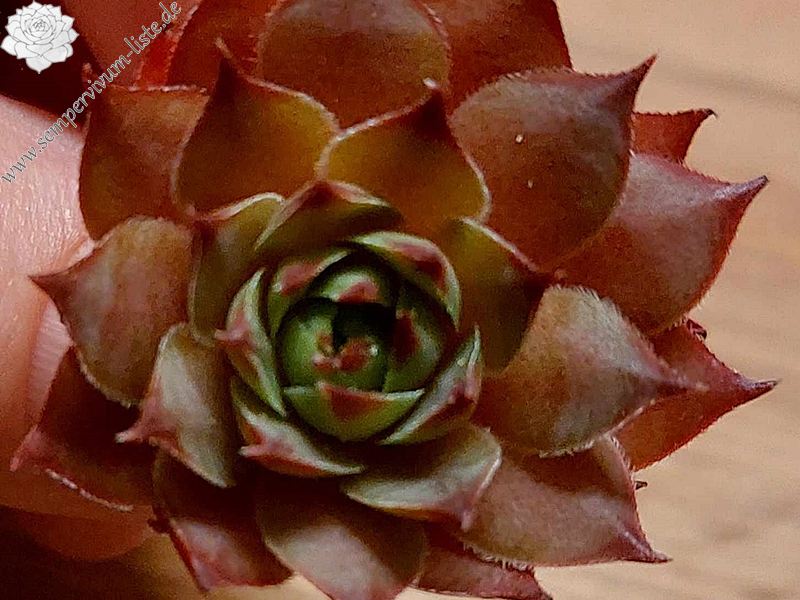 Mandala (NG)