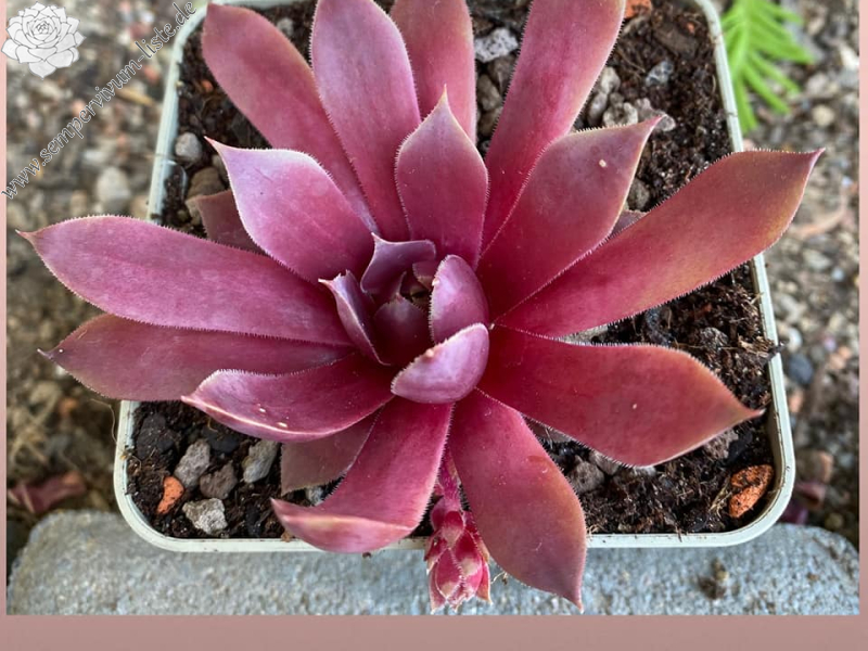 Rosenholz (Netzfund)