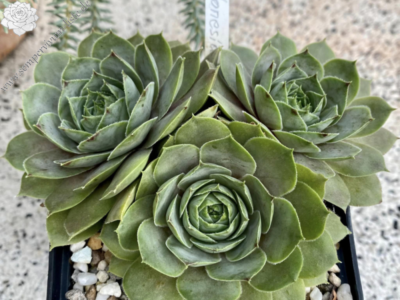 Indonesia (Netzfund)