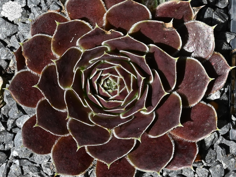 Mount Nanga Parbat / Jovi