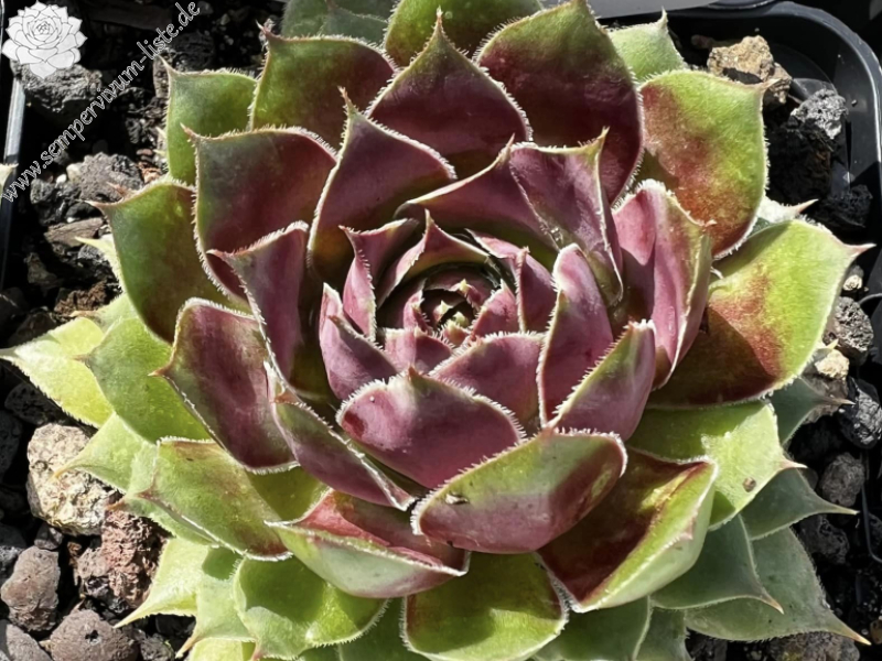 Morning sunshine (Netzfund)