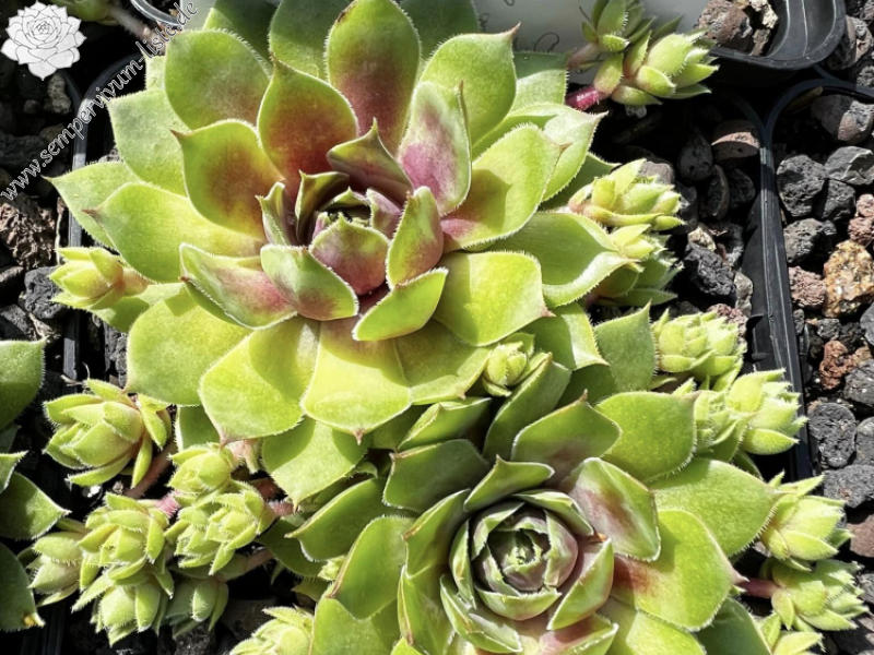 Sommergold (Netzfund)