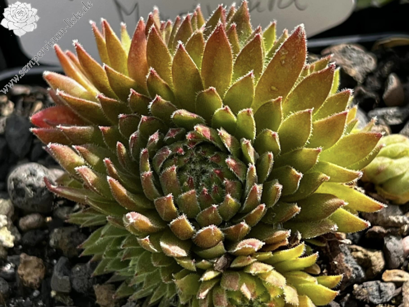 Spaghetti Marinara (Netzfund)