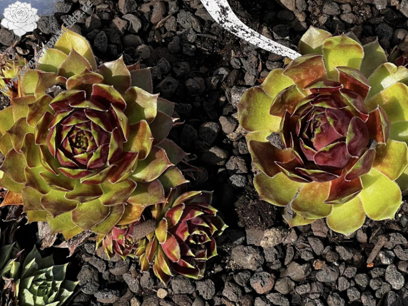 Summer Festival (Netzfund)