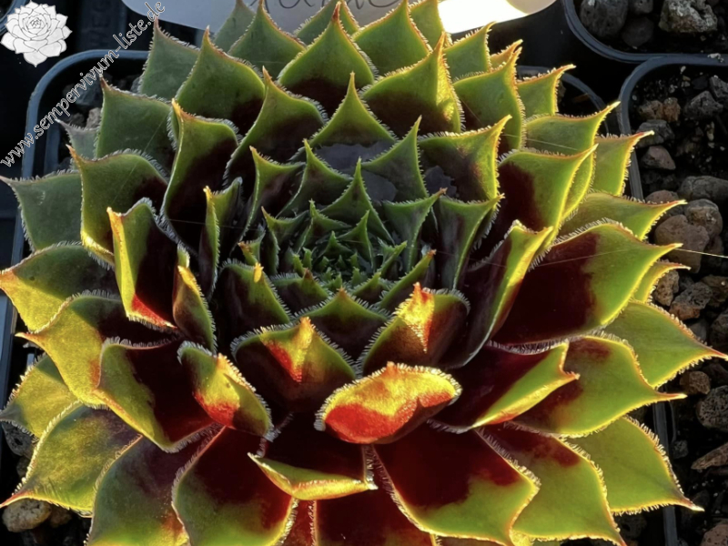 Supersemps® Jade (Netzfund)