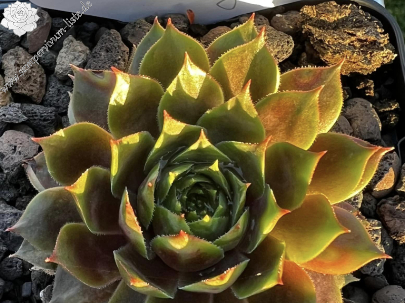 Supersemps® Ruby (Netzfund)