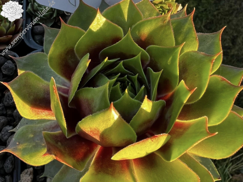 Supersemps® Gemstone (Netzfund)