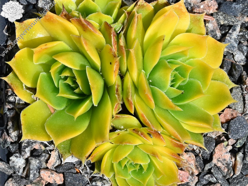 Clair de Lune / Jovi 