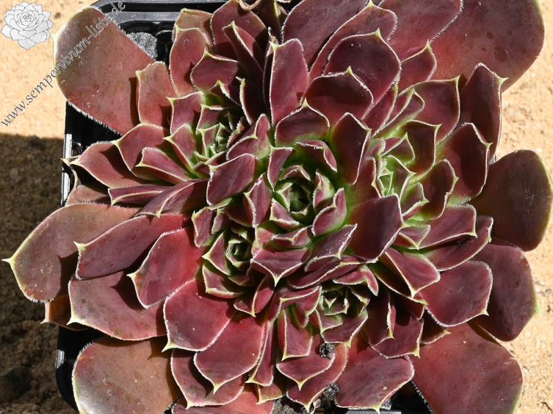 Korspelse Dalvinie / Jovi