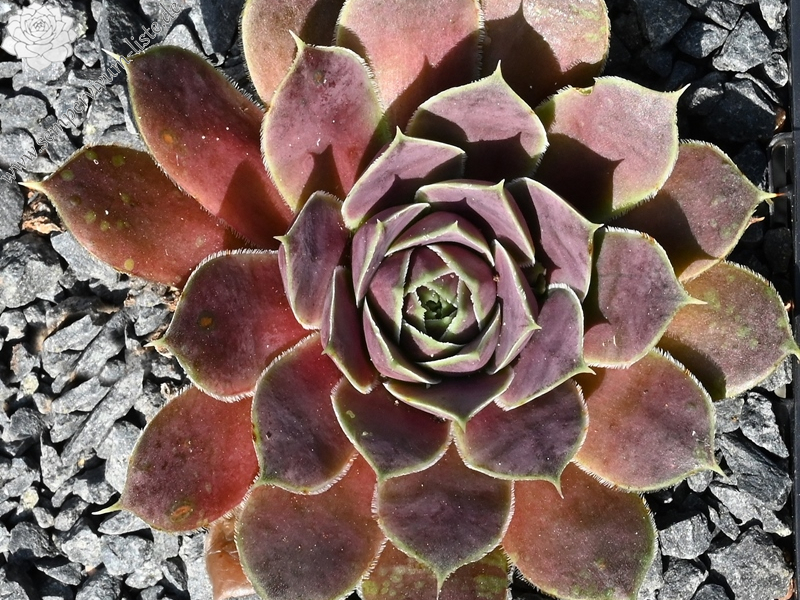 Korspelse Riwana / Jovi