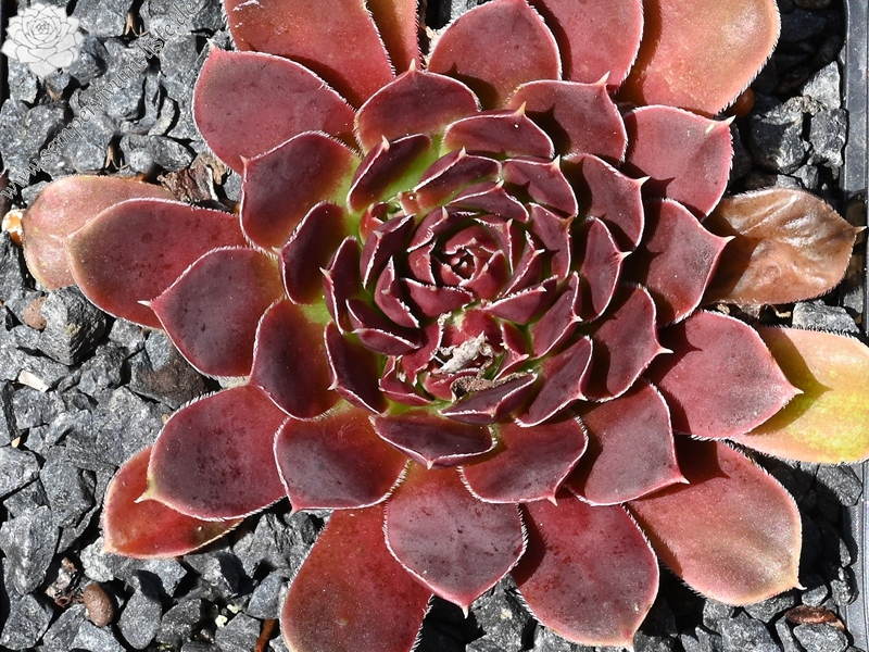 Korspelse Sharene / Jovi