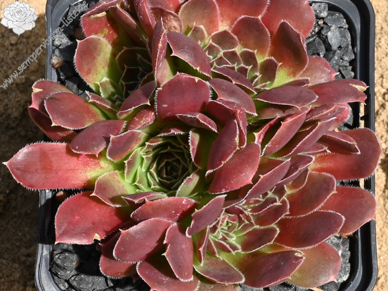 Korspelse Zilpa / Jovi