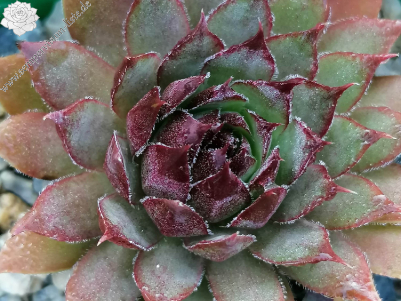 My Broken Heart (Netzfund)