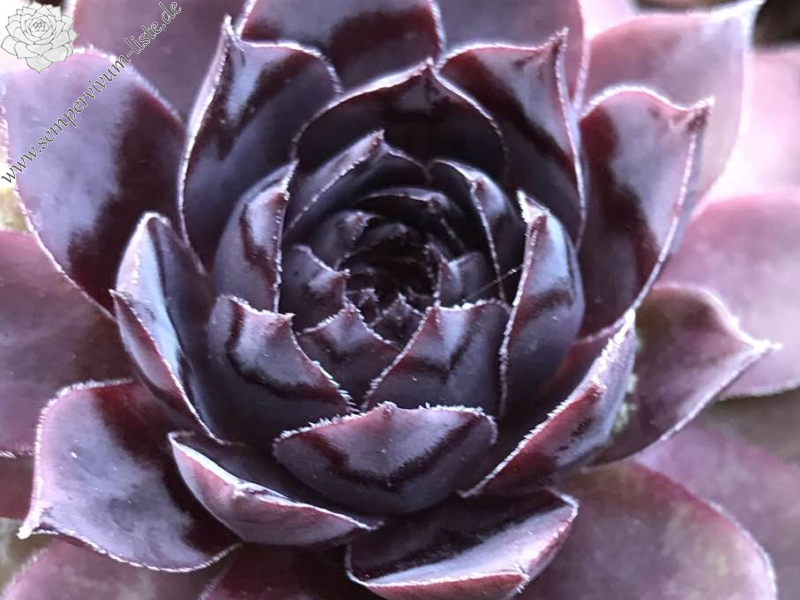 Schwarzau