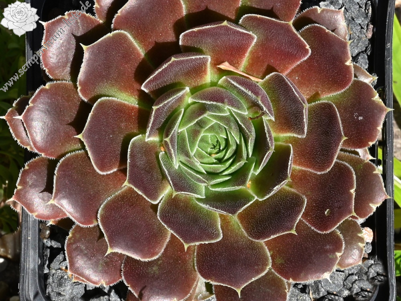 Suffolk Punch / Jovi