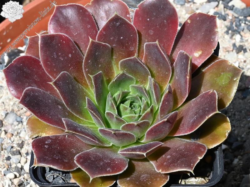 Suffolk Punch / Jovi