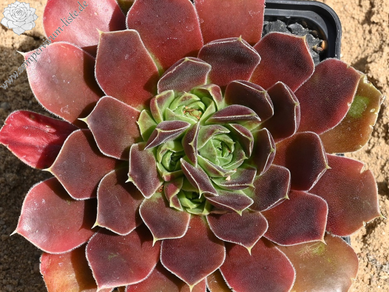 Suffolk Punch / Jovi 