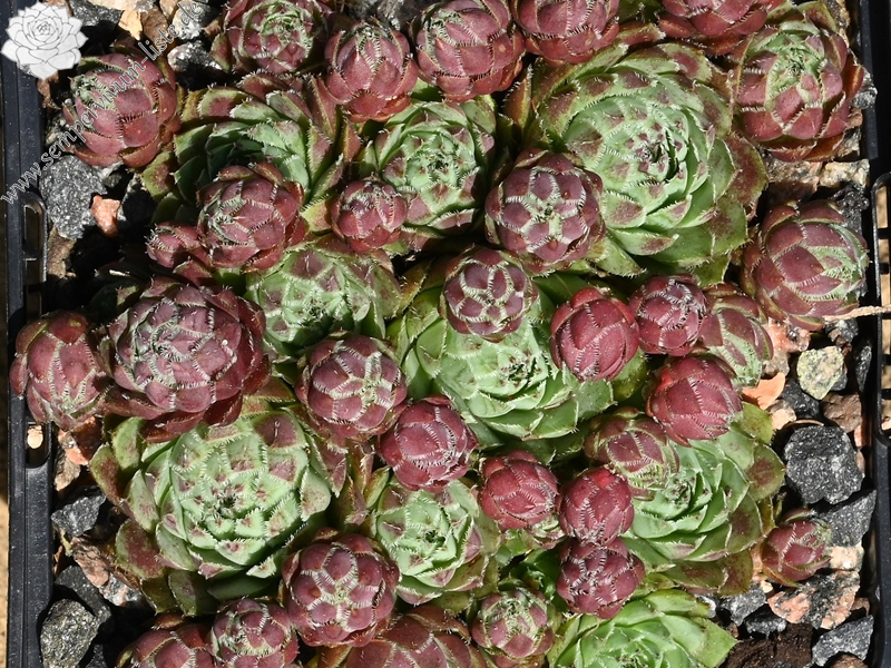 Winter Frosting / Jovi